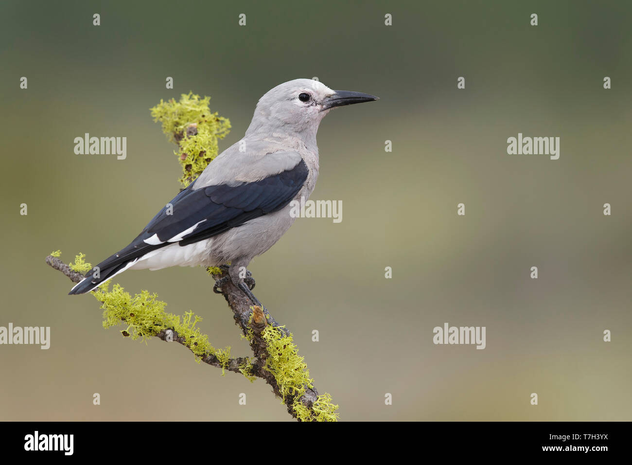 Nach Clarks Nussknacker (nucifraga Columbiana) Lake Co., Pennsylvania, USA, August 2015 Stockfoto