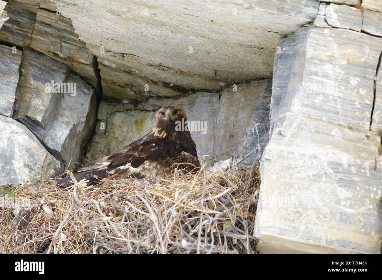 Nach American Golden Eagle (Aquila Chrysaetos canadensis) auf dem Nest auf einer Felswand auf der Halbinsel Seward, Alaska, USA sitzen. Stockfoto