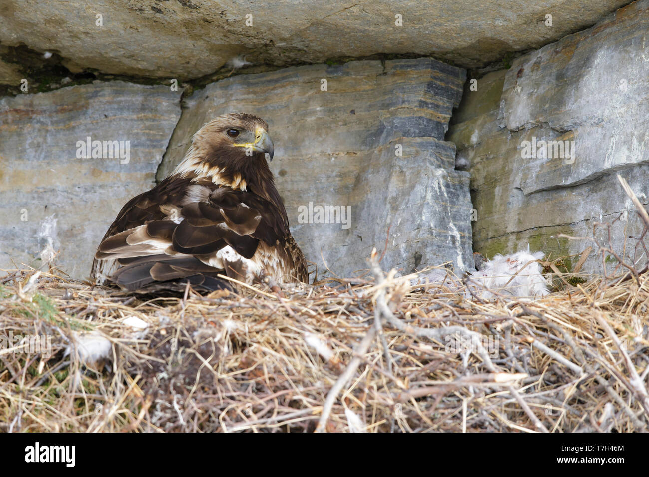 Nach American Golden Eagle (Aquila Chrysaetos canadensis) auf dem Nest auf einer Felswand auf der Halbinsel Seward, Alaska, USA sitzen. Stockfoto