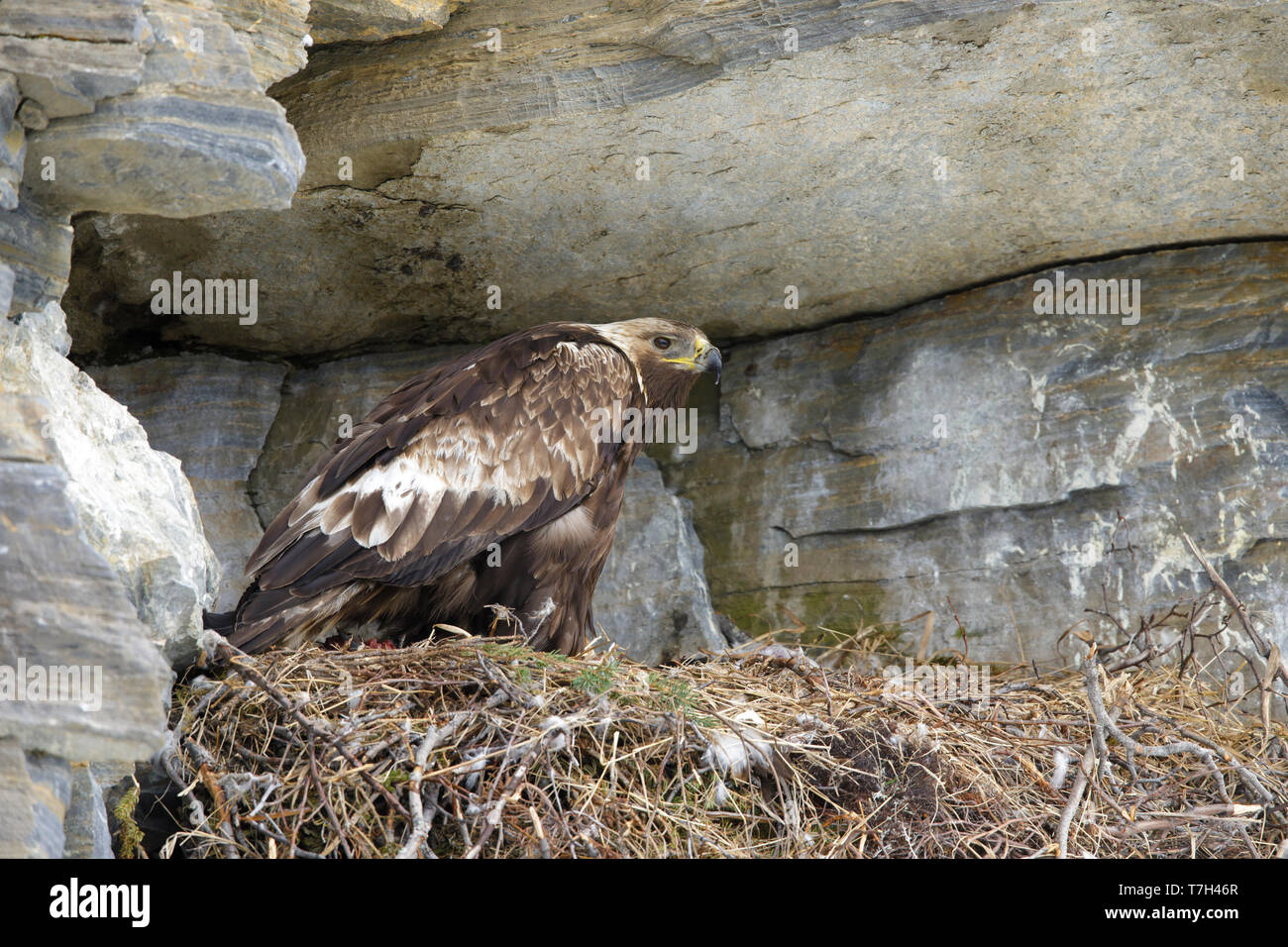 Nach American Golden Eagle (Aquila Chrysaetos canadensis) auf dem Nest auf einer Felswand auf der Halbinsel Seward, Alaska, USA sitzen. Stockfoto