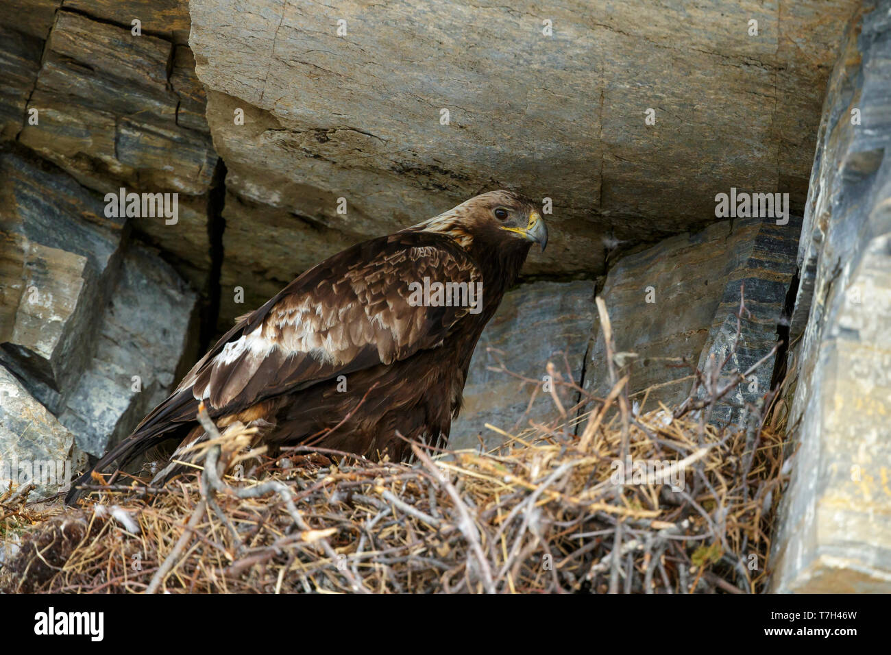 Nach American Golden Eagle (Aquila Chrysaetos canadensis) auf dem Nest auf einer Felswand auf der Halbinsel Seward, Alaska, USA sitzen. Stockfoto