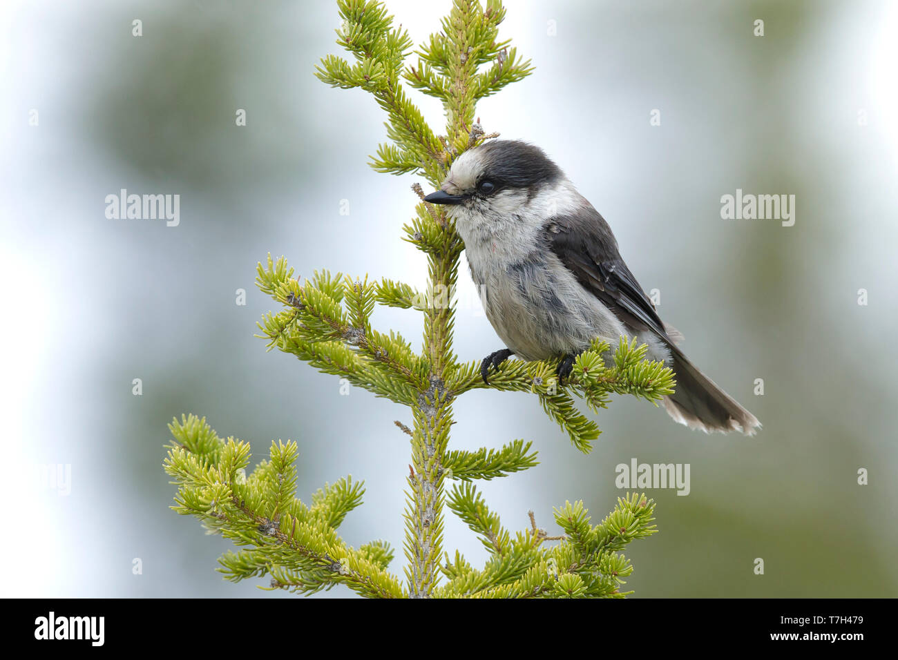 Nach grauen Jay (Perisoreus canadensis) sitzen in einem Kiefer in Churchill, Manitoba, Kanada, im späten Frühjahr. Stockfoto