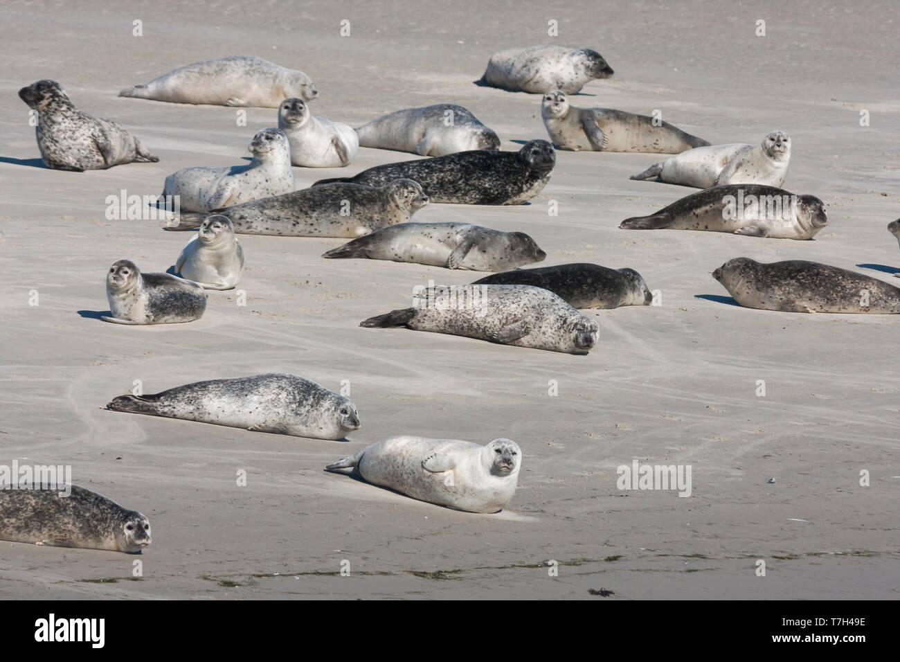 Seehunde (Phoca vitulina) liegen auf Sandbank im deutschen Wattenmeer auf Japsand. Stockfoto