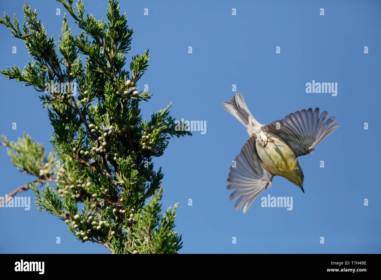 Pine Warbler (Setophaga Pinus) von der Oberseite der Baum in Cape May, New Jersey, USA fliegen Stockfoto
