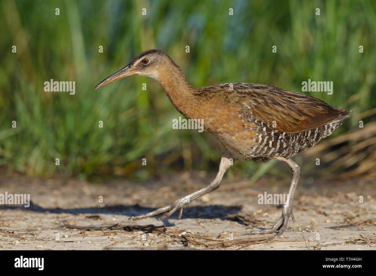 Nach König Rail (Rallus elegans) zu Fuß rechts in die offene am Rande eines Sumpf in Galveston County, Texas, USA. Stockfoto