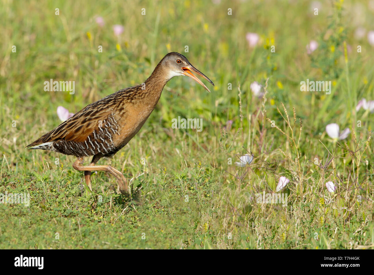 Nach König Rail (Rallus elegans) zu Fuß rechts in die offene Auf einer Rasenfläche in Chambers County, Texas, USA. Stockfoto