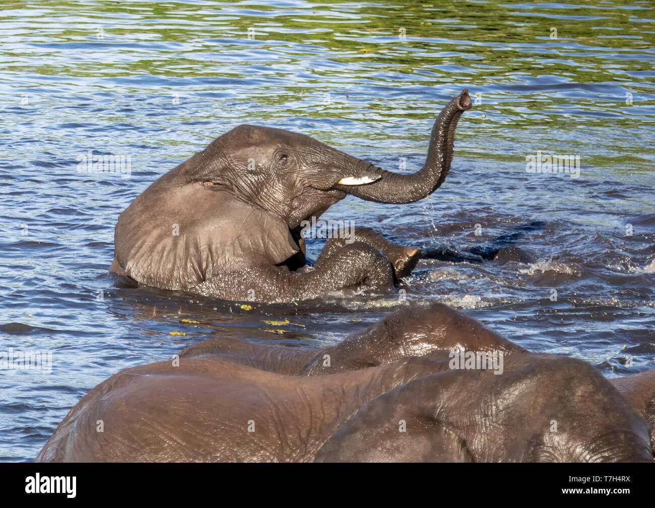 Elefanten baden und Spielen im Wasser der Chobe Fluss in Botswana im Sommer Stockfoto