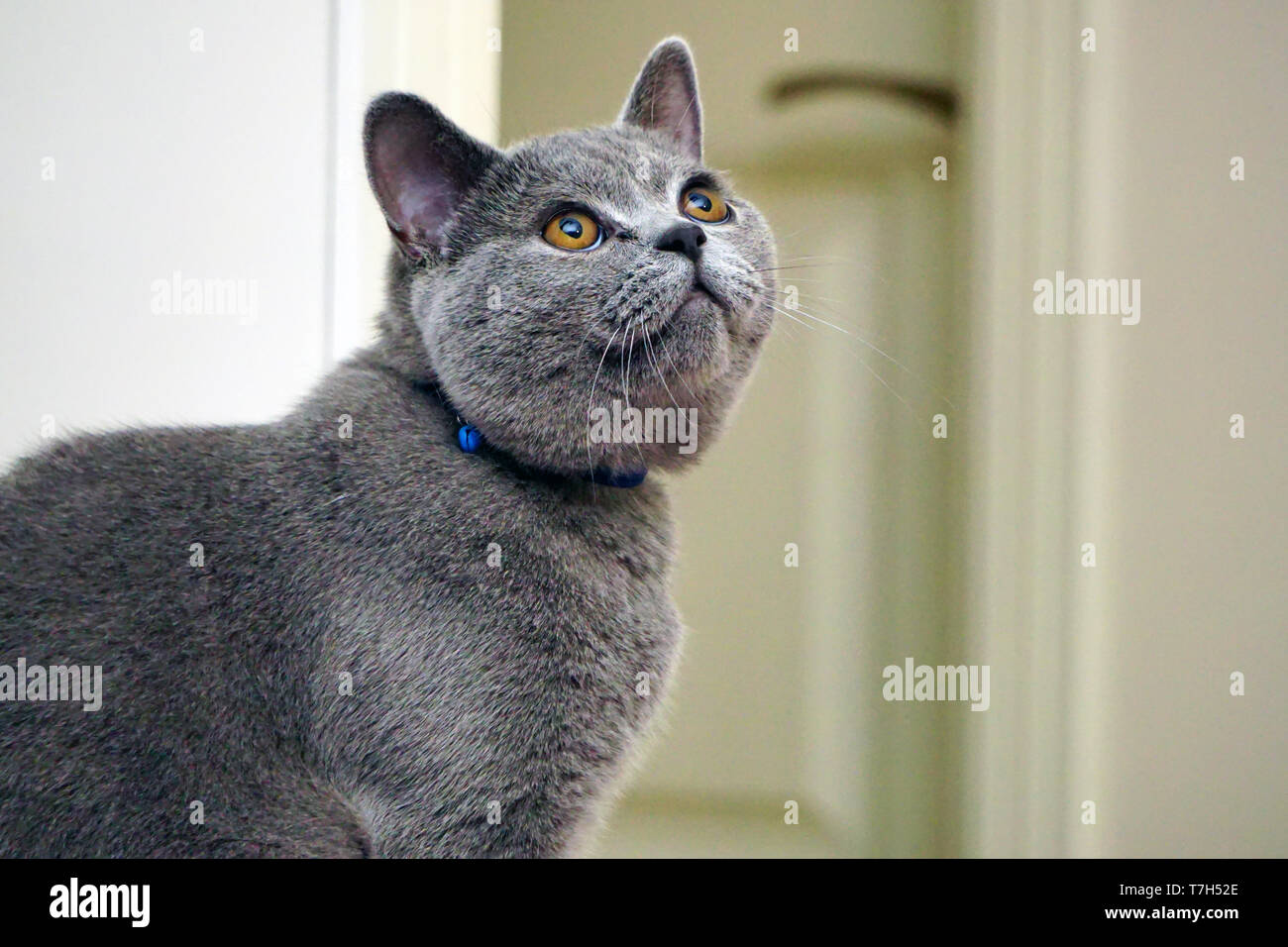 Britisch Kurzhaar Katze Mit Grauem Fell Und