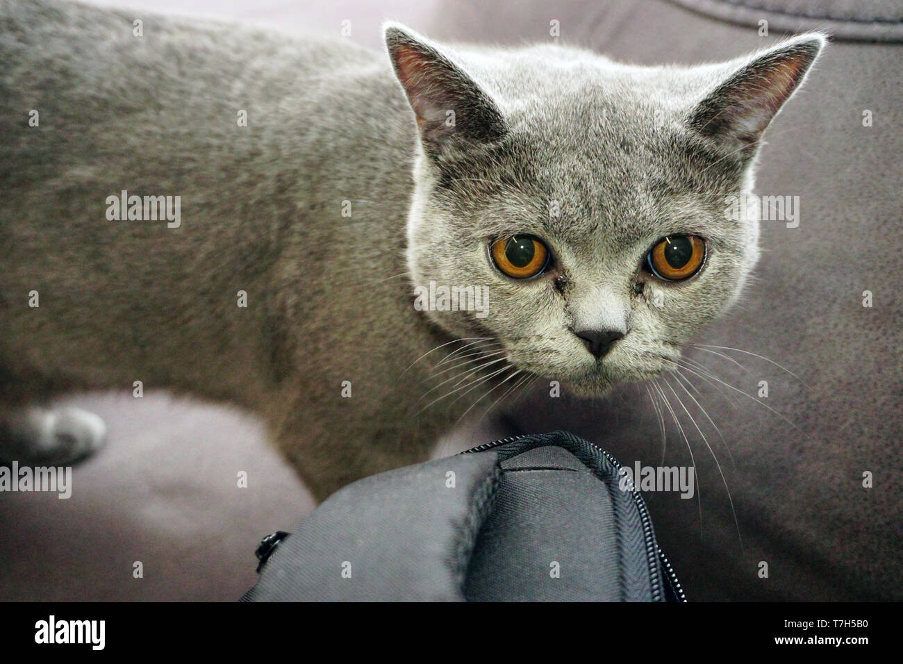 Britisch Kurzhaar Katze Mit Grauem Fell Und