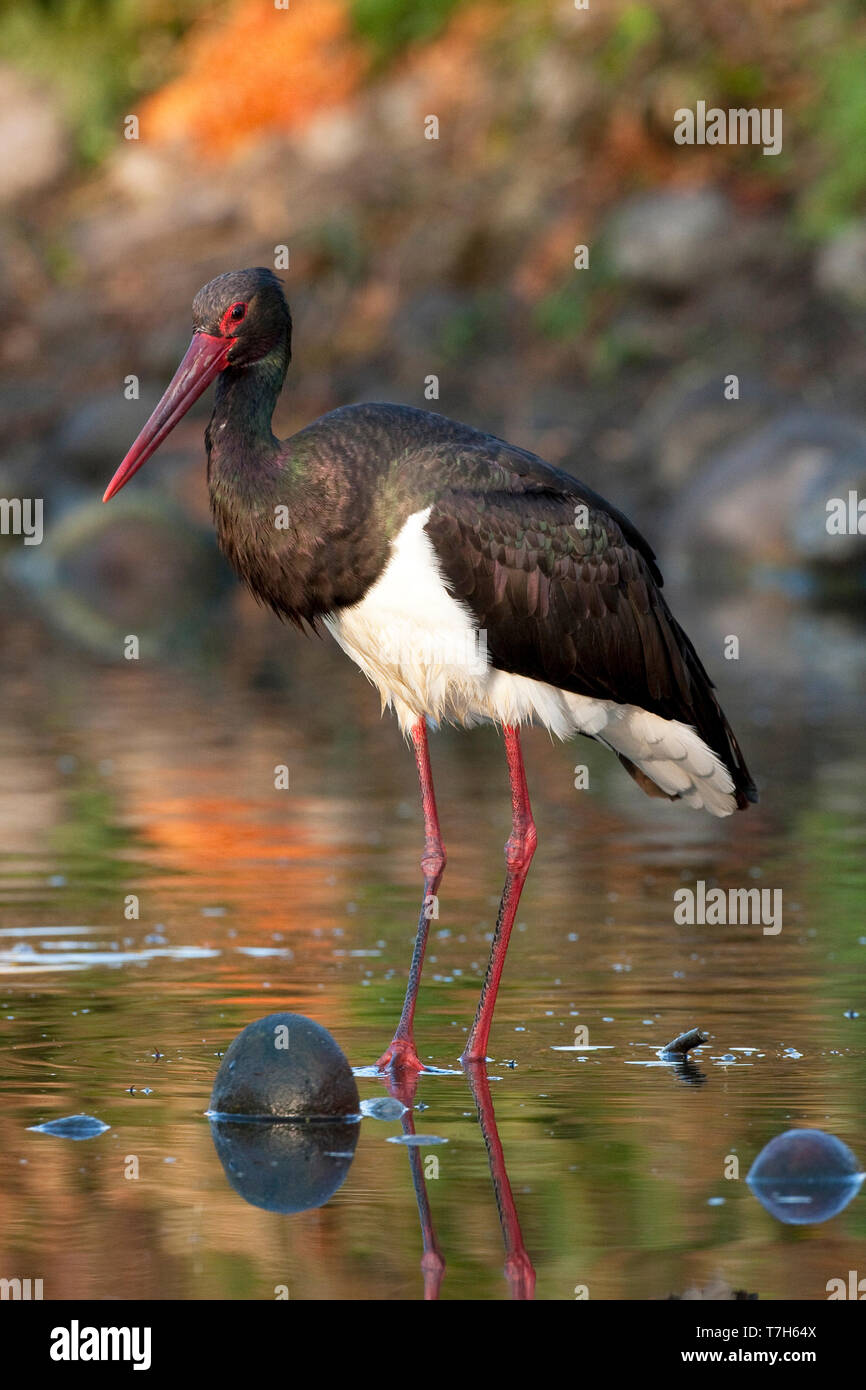 Schwarzstorch, Ciconia nigra Stockfoto