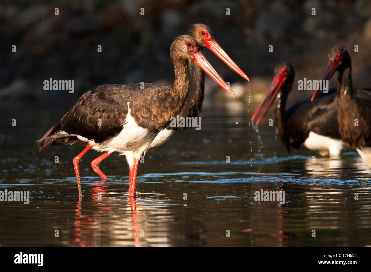 Schwarzstorch, Ciconia nigra Stockfoto