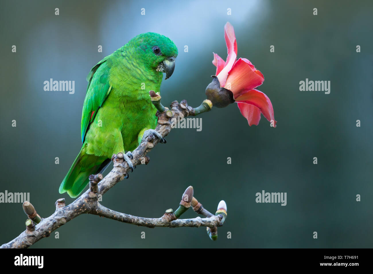 Schwarzer Papagei In Rechnung Gestellt Stockfotos und -bilder Kaufen - Alamy