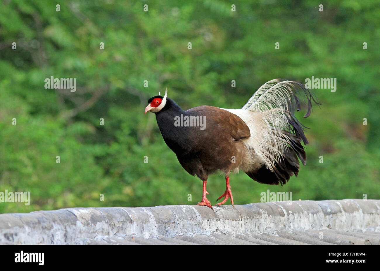 Braun eared Fasan (Crossoptilon mantchuricum) gehen auf eine Mauer in China. Stockfoto