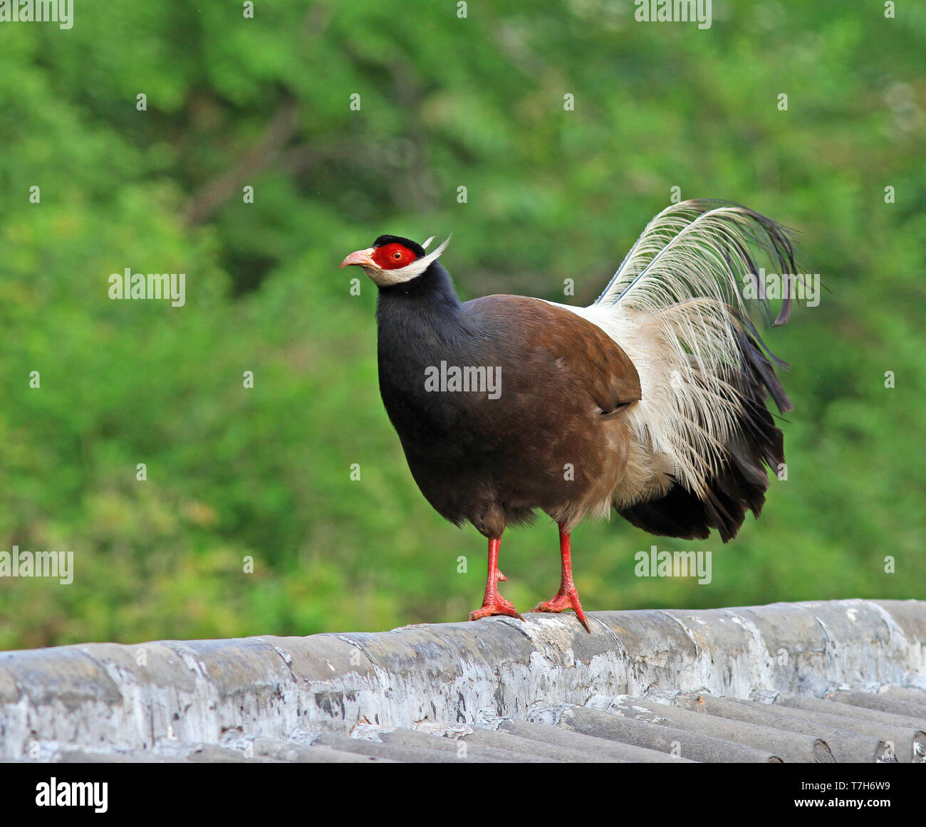 Braun eared Fasan (Crossoptilon mantchuricum) gehen auf eine Mauer in China. Stockfoto