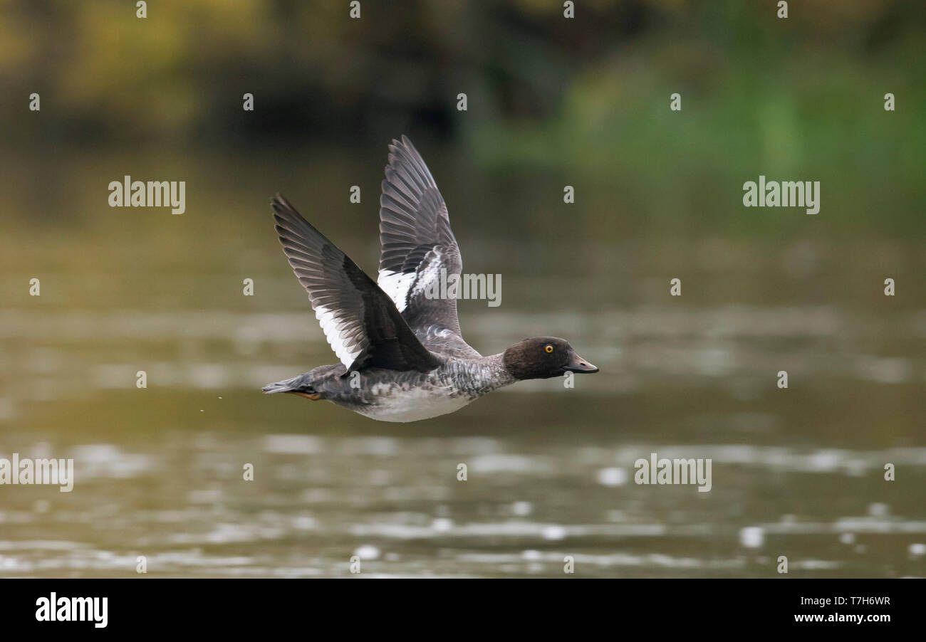 Weibliche Schellente (Bucephala clangula) im Flug. Finnland Stockfoto
