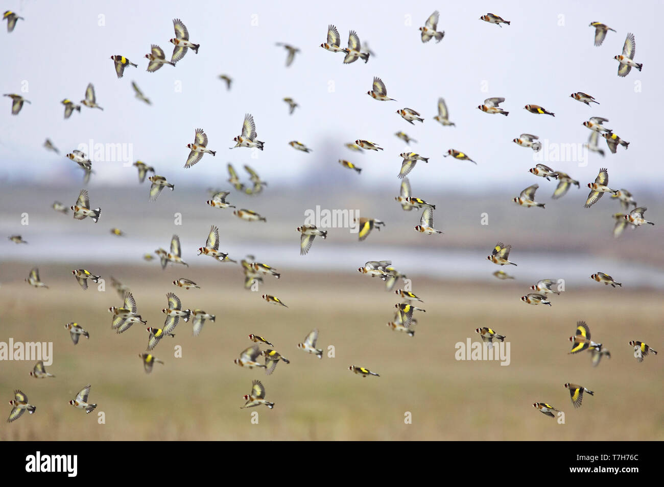 Herde der Europäischen Goldfinches (Carduelis carduelis) im Flug während der Migration. Stockfoto