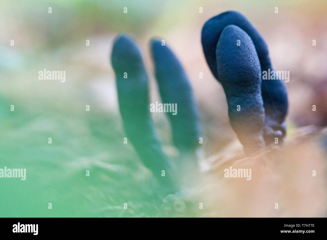 Toter Mann den Finger (Xylaria polymorpha) im Landgoed Oud Poelgeest im Herbst Stockfoto