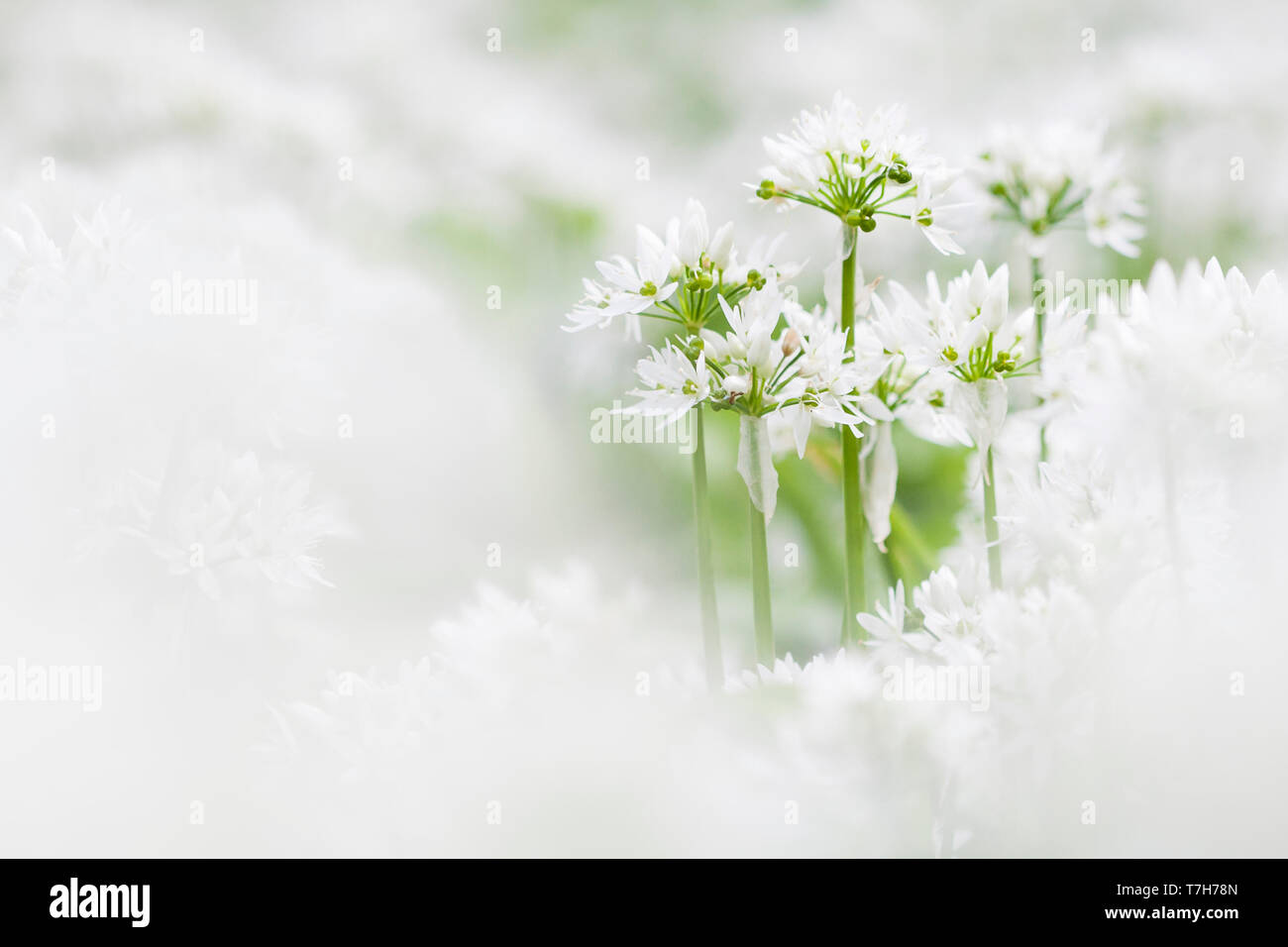 In der Nähe von Bärlauch Blüte im Landgoed Oud Poelgeest (Allium ursinum) im Frühjahr Stockfoto