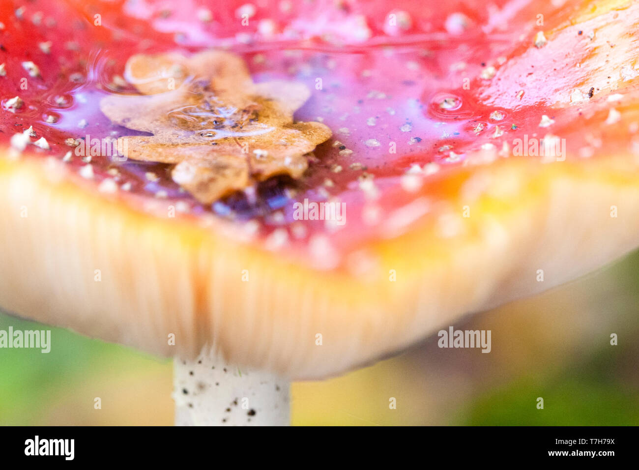 Nahaufnahme von Fly Agaric (Amanita muscaria) im Landgoed Oud Poelgeest im Herbst Stockfoto