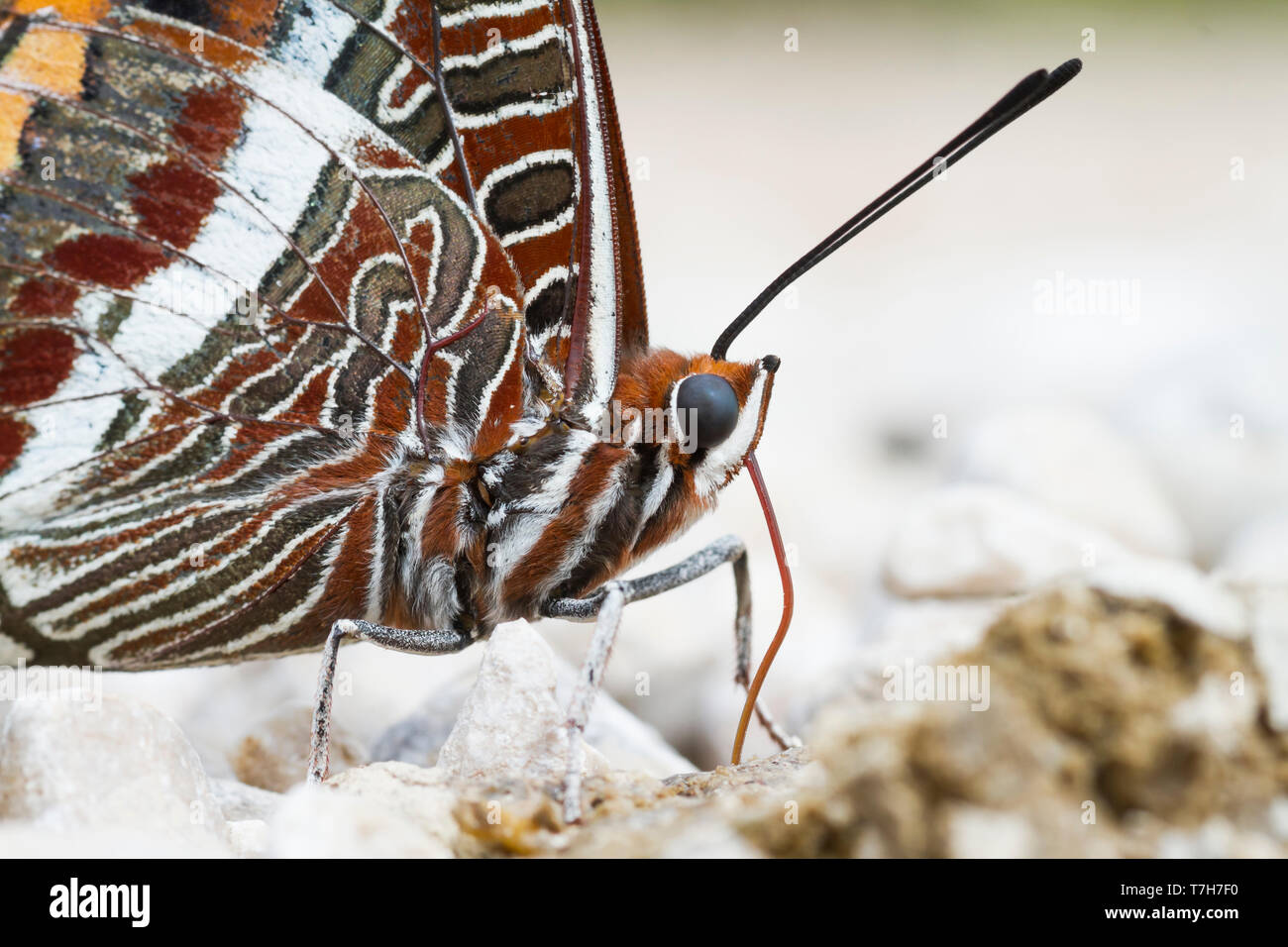 Charaxes jasius-Two-tailed Pasha - Erdbeerbaumfalter, Bosnien-Herzegowina, Imago Stockfoto