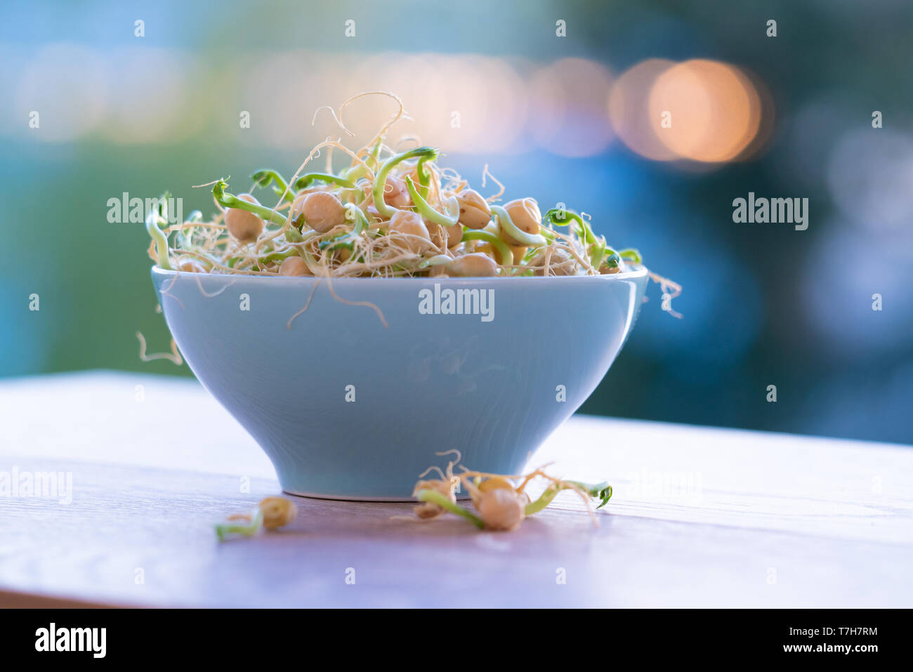 Die gekeimten Samen für Salat. Samen für Salat Sprossen Stockfoto