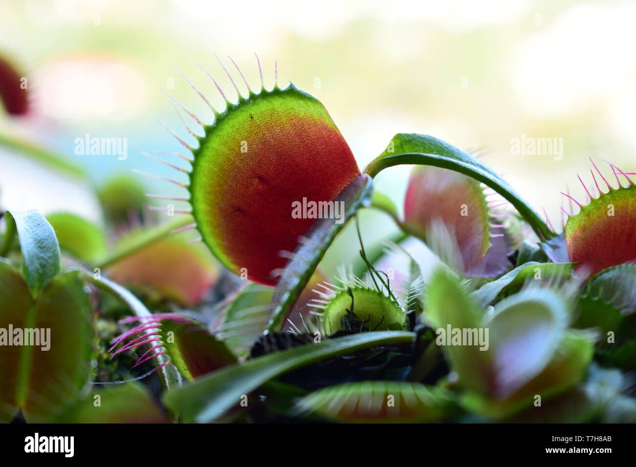 Details einer Venus Trap anlage Fliegen Stockfoto