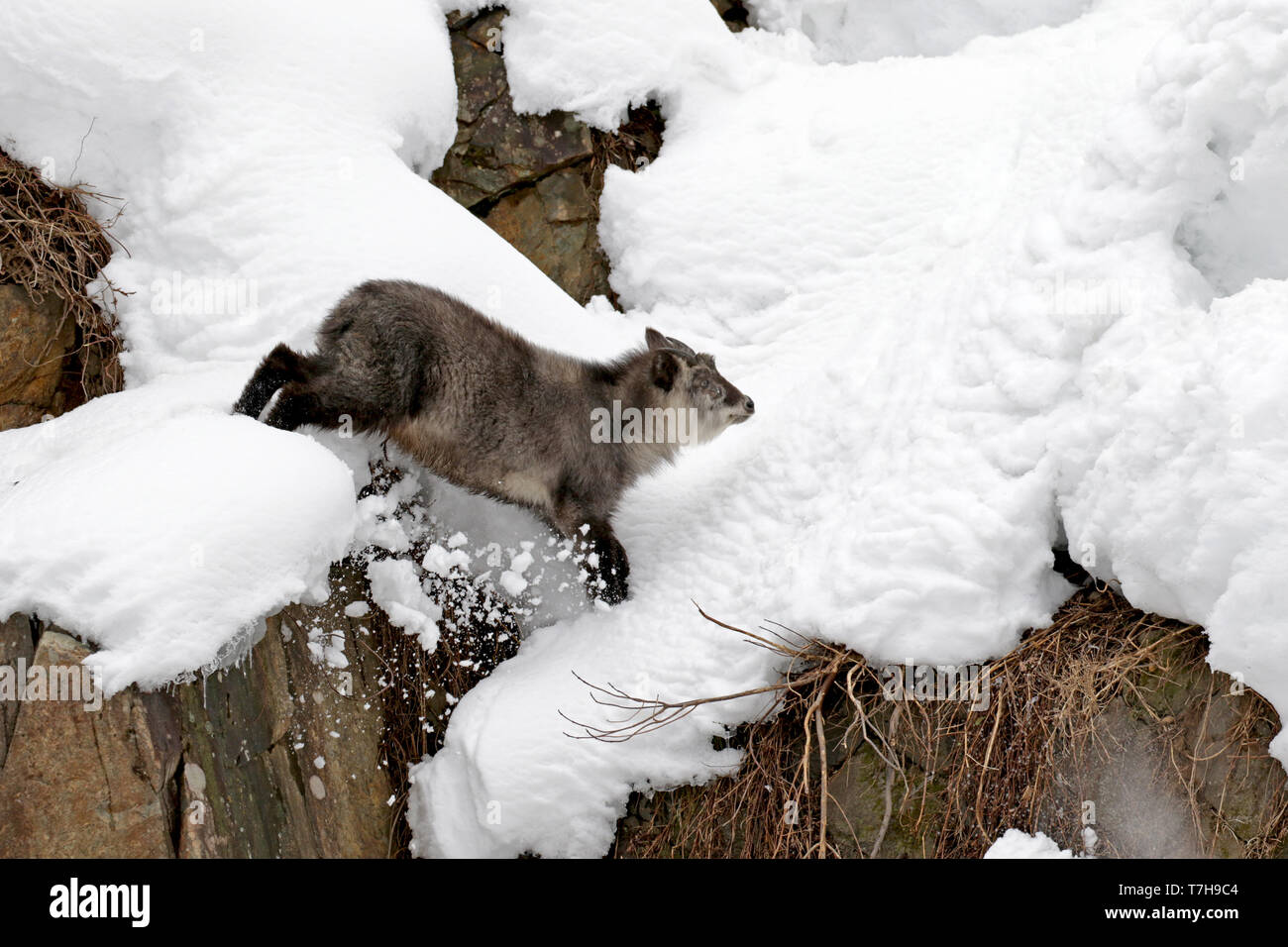 Japanische serow (Capricornis crispus) im Schnee Stockfoto