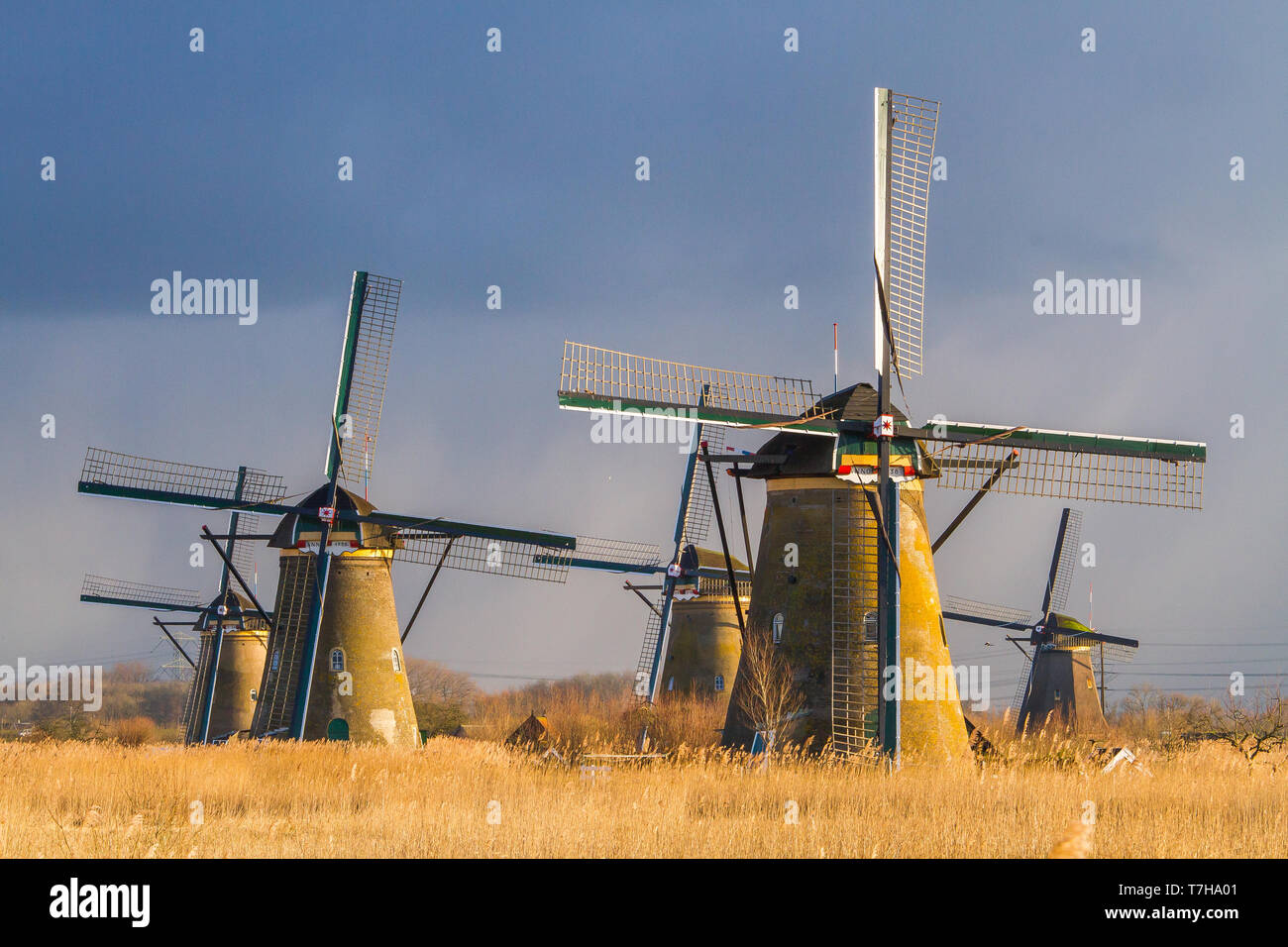 Panoramablick auf die Niederlande. Ikonen aus dem 18. Jahrhundert an Windmühlen Kinderdijk mit Reed Bett vor. Stockfoto