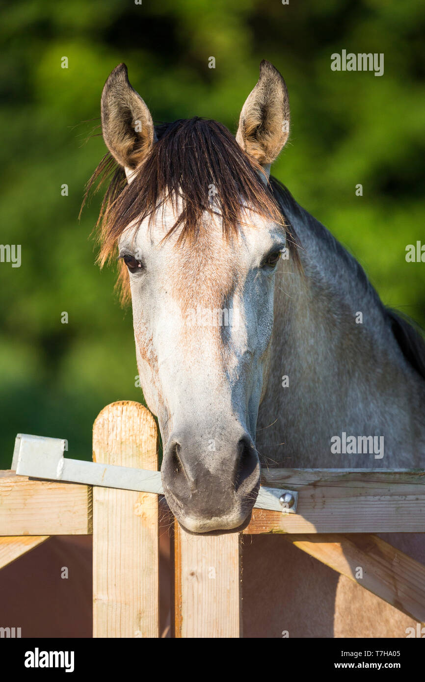 Lusitano. Portrait des Jugendlichen Grey Mare auf einer Weide, über einen Zaun. Deutschland Stockfoto