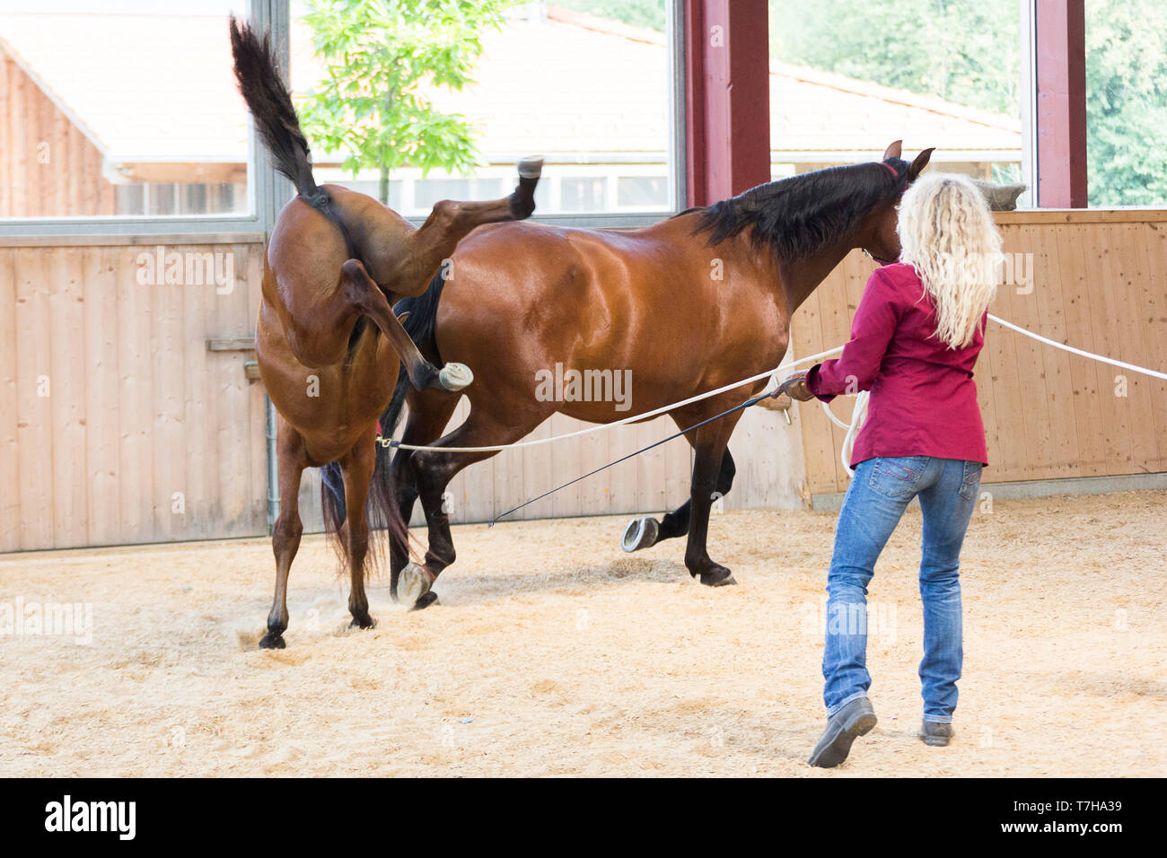 Iberischen Sport Pferd. Ein Fohlen lernt an der Longe mit ihren Müttern Beispiel zu gehen. Deutschland Stockfoto