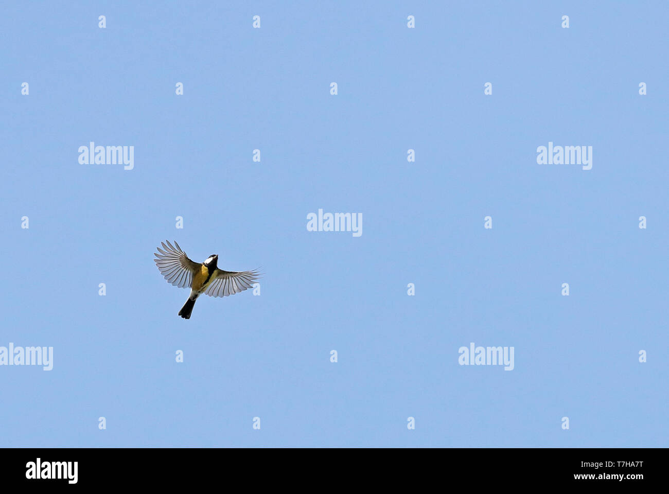 Kohlmeise (Parus major) Migration über die Website in den Niederlanden. Von unten gesehen. Stockfoto