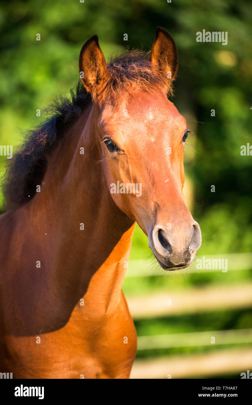 Iberischen Sport Pferd. Portrait von Bay Fohlen. Deutschland Stockfoto