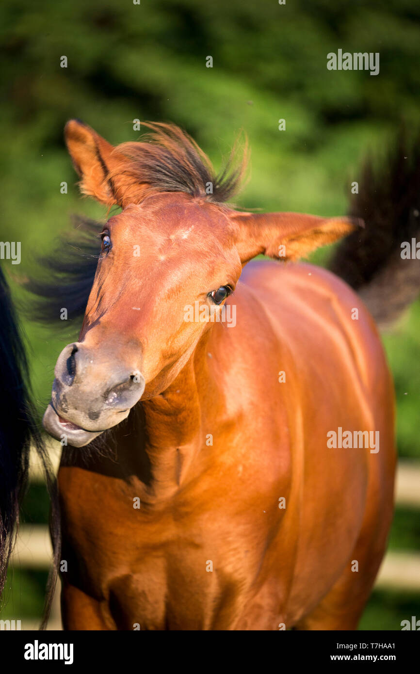 Iberischen Sport Pferd. Portrait von Bay Fohlen und schüttelte den Kopf. Deutschland Stockfoto