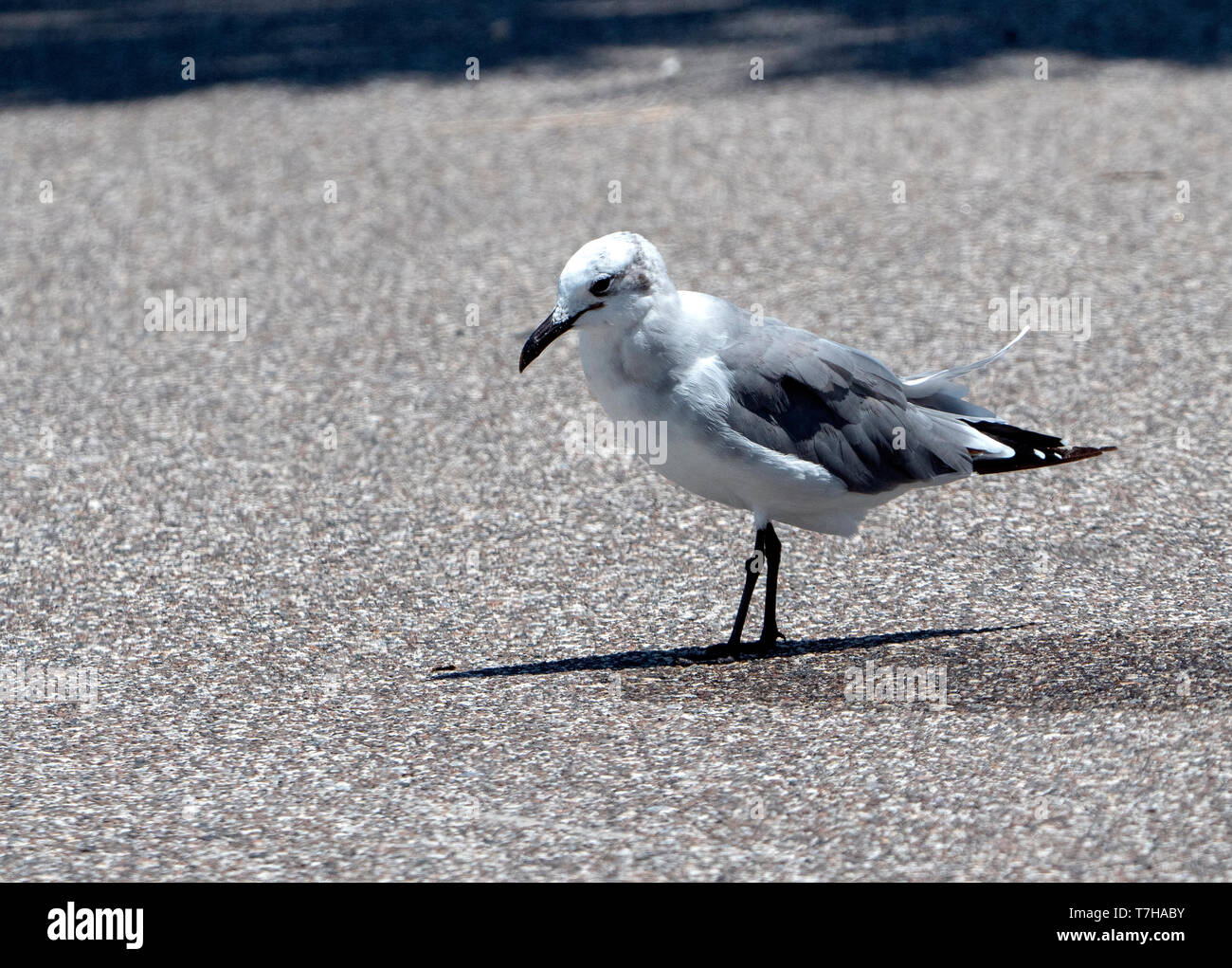 Laughing Gull (atricilla Leucophaeus) winter Gefieder im August Stockfoto