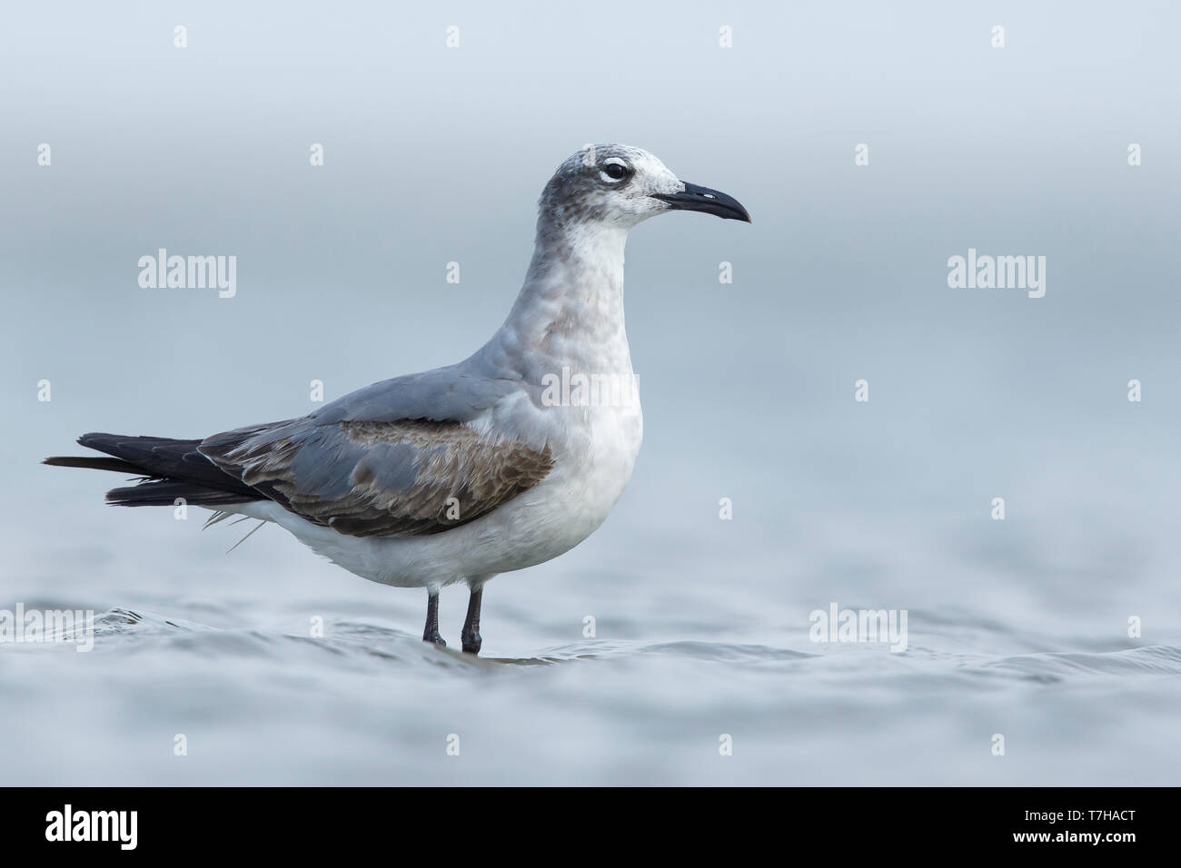 1. winter Laughing Gull (Larus atricilla) stehen im flachen Wasser. Galveston Co., Texas. April 2016 Stockfoto