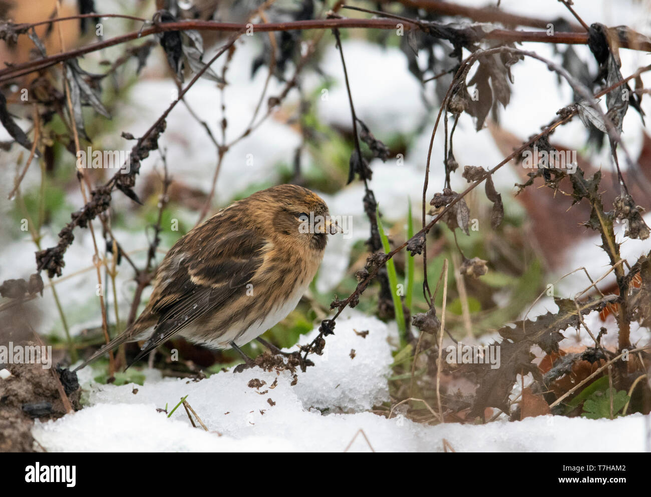 Im ersten Winter weniger Redpoll (Carduelis Cabaret) in den Niederlanden überwintern. Stockfoto