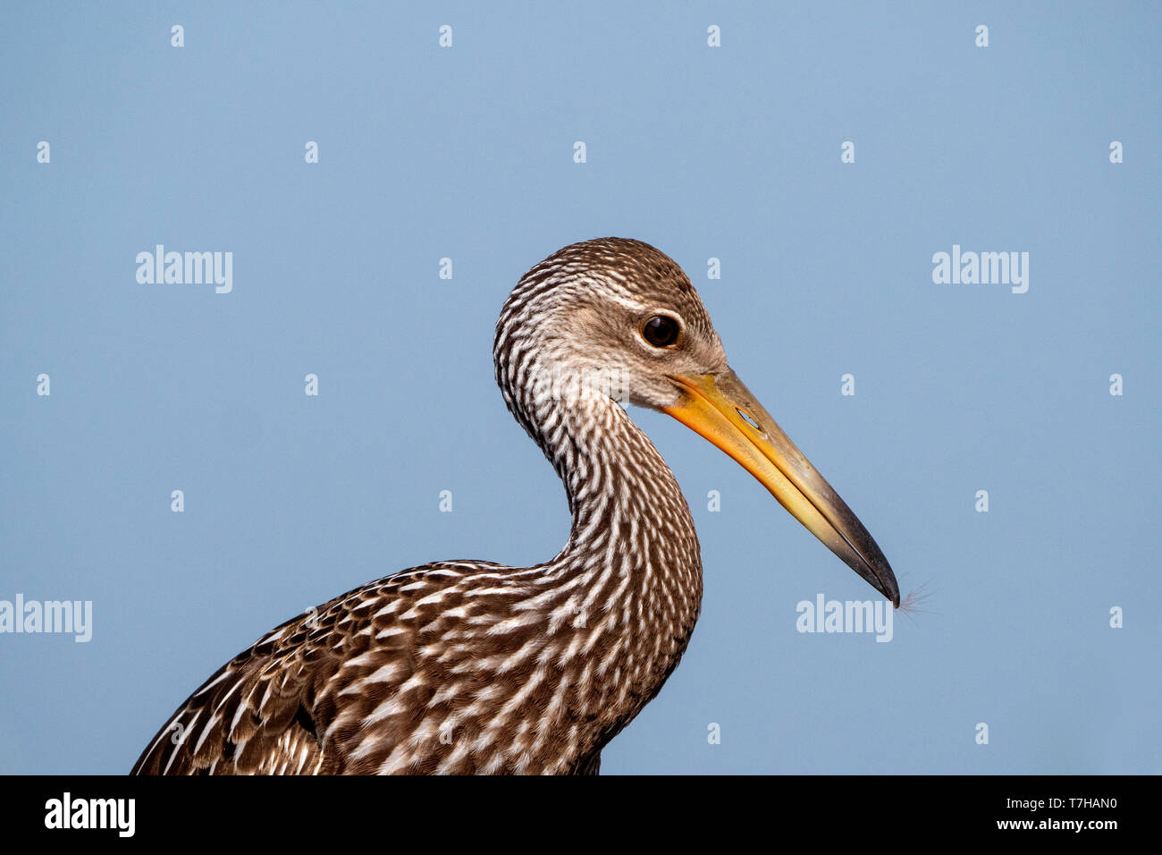Limpkin (Aramus Guarauna) Stockfoto