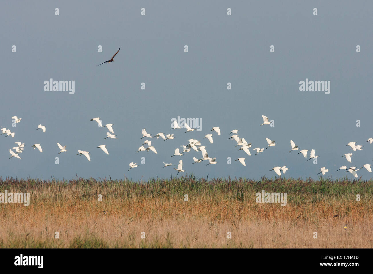 Große Herde von wenig Silberreiher (Egretta garzetta ssp. Garzetta), in Frankreich, in Verbindung mit Jagd Rohrweihe. Stockfoto