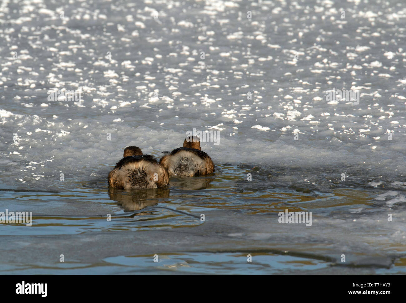 Zwei wintering wenig Haubentaucher (Tachybaptus ruficollis) in den Niederlanden. Schwimmen in einem zugefrorenen See, auf den Esel gesehen Stockfoto