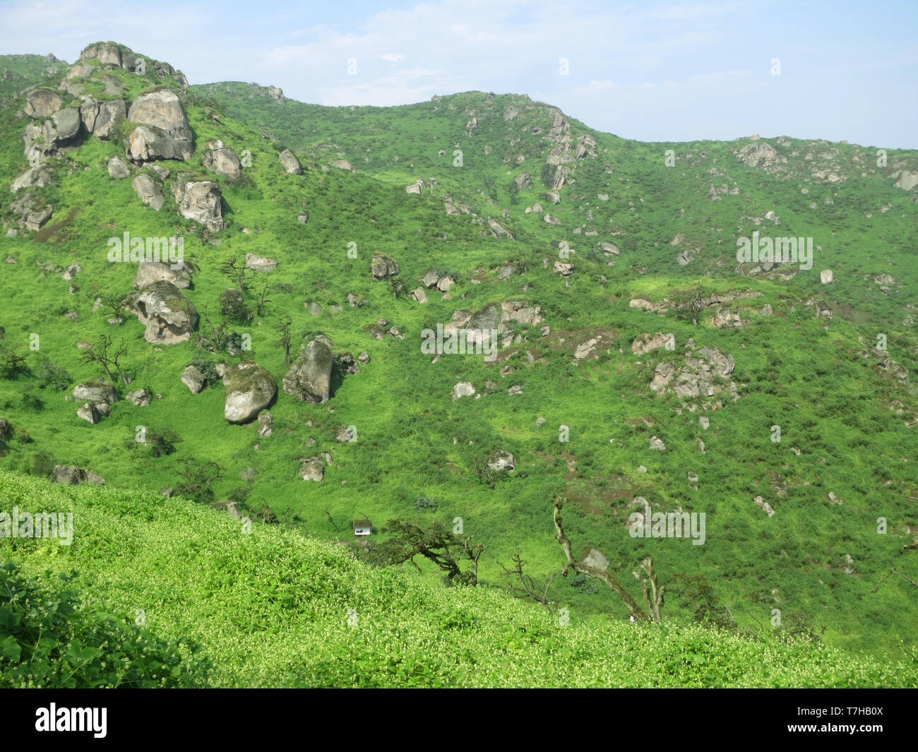 Große Felsbrocken in einem grünen Tal in Lomas de Lachay, eine Wüste Küsten finden in Peru in der Nähe von Lima. Es ist eine einzigartige Nebel - FBI-eco-system. Stockfoto