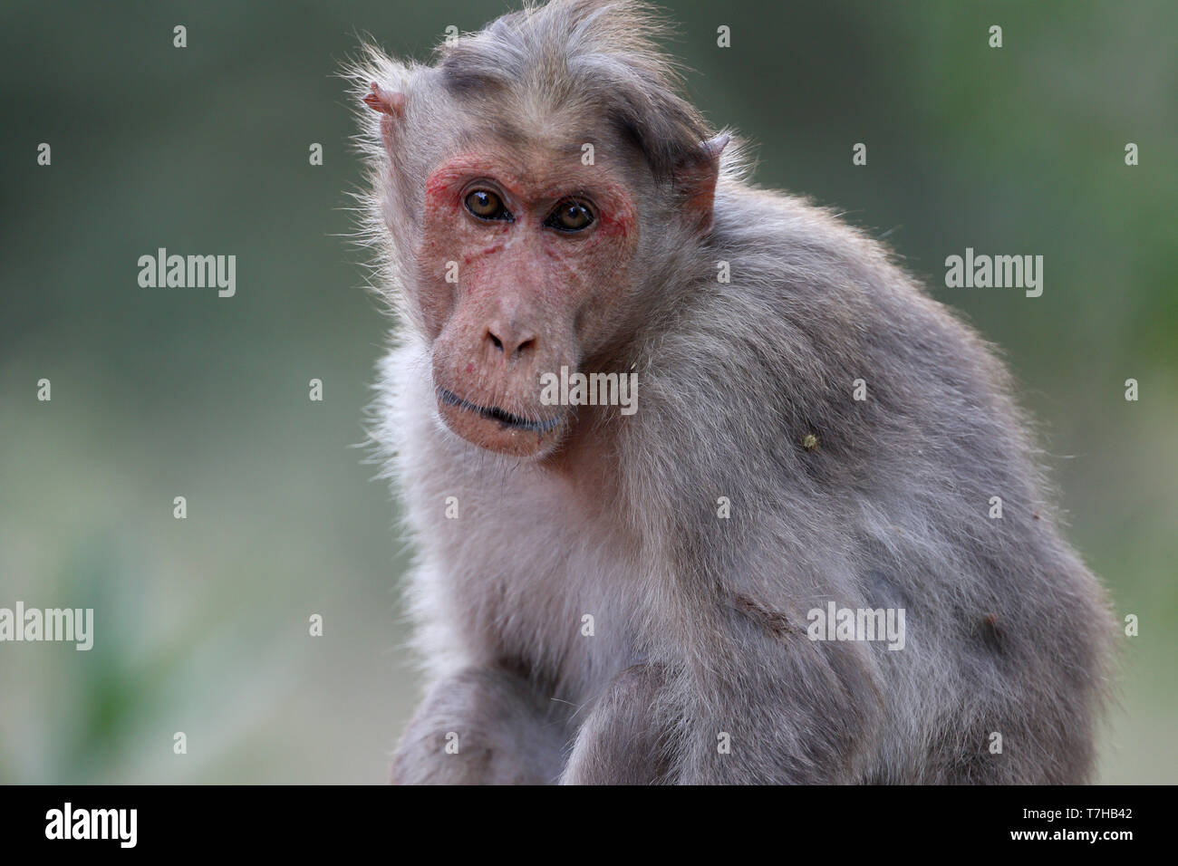 Motorhaube oder Zati Makaken (Macaca radiata), ein Macaque Arten endemisch in Südindien. In Chinnar Wildlife Sanctuary in der Western Ghats fotografiert. Stockfoto