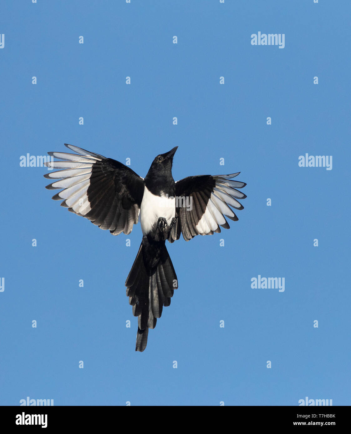 Eurasian Magpie (Pica Pica) im Flug in Bulgarien, von unten gesehen. Fliegen nach oben in den Himmel. Stockfoto