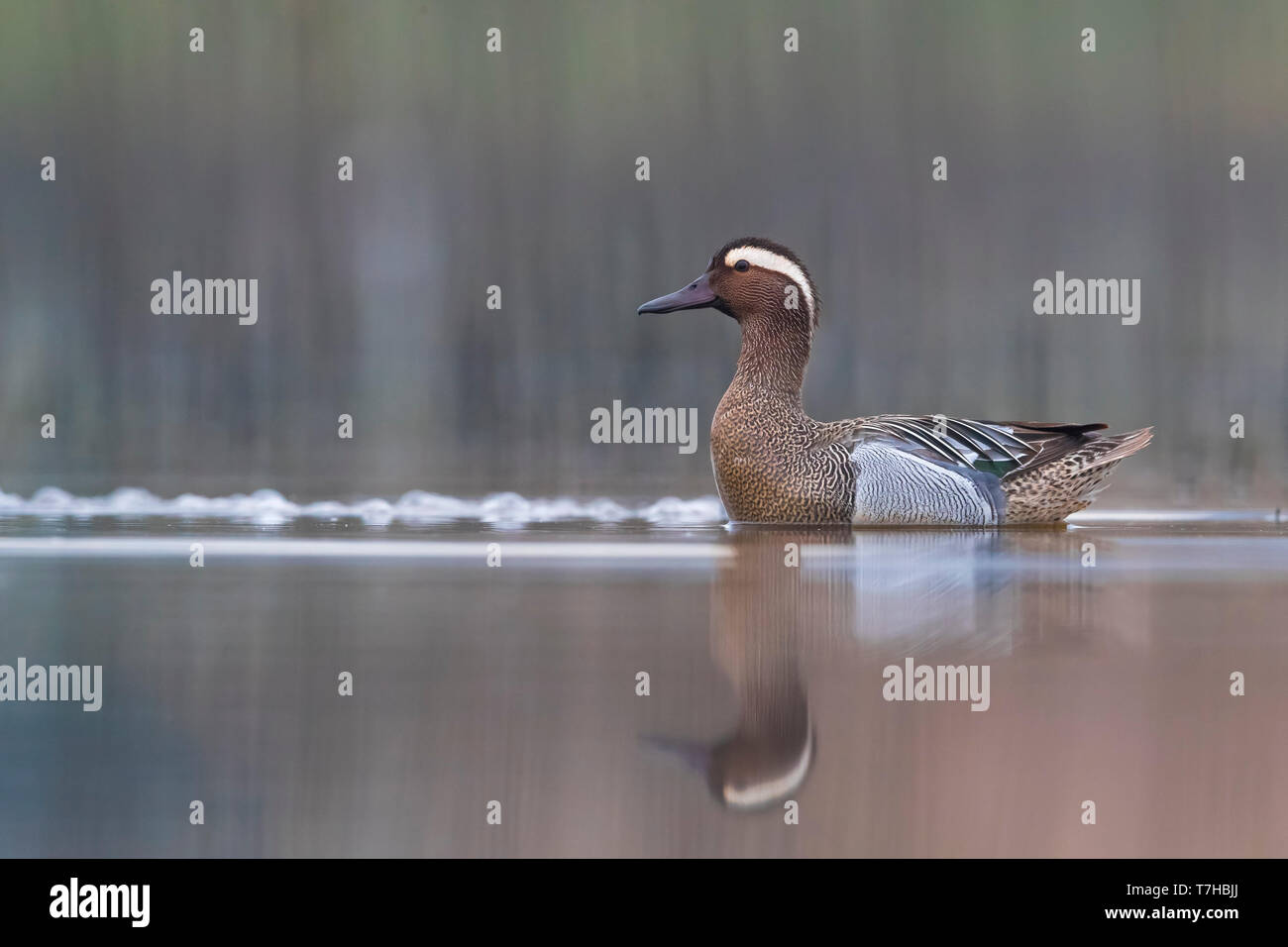 Krickente Anas querquedula; Stockfoto