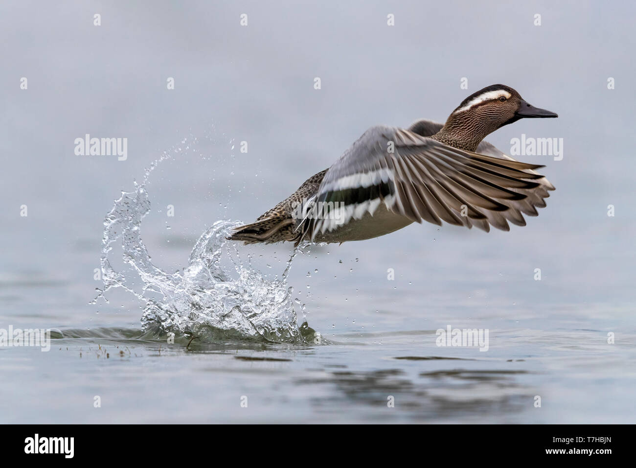 Männliche Krickente männlich im Flug. Stockfoto