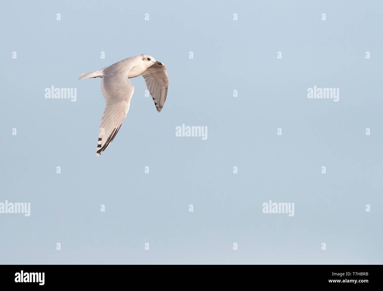 Mediterrane Möwe (Ichthyaetus melanocephalus) fliegen vorbei an der Küste im Ebrodelta in Spanien. Übersicht obere Tragfläche. Stockfoto