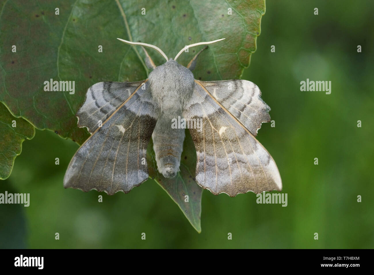 Pappel hawk Moth (Laothoe populi) eines Erwachsenen Motten auf Pappel (Popuus) Blatt, Devon, Mai Stockfoto