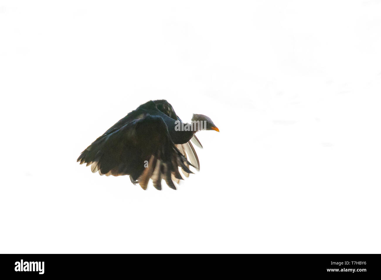 Mikronesischen Scrubfowl (Megapodius laperouse senex) auf Palau Inseln (West Caroline Islands). Eine Spezies, die selten ist, lokalisiert und in Gefahr, sich Stockfoto