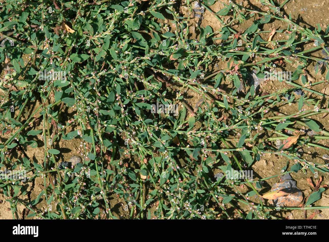 Gemeinsame knotgrass (Polygonum aviculare) ein ausgestrecktes schleichende Blüte ausdauernden Unkraut Pflanze mit kleinen Blüten. Stockfoto