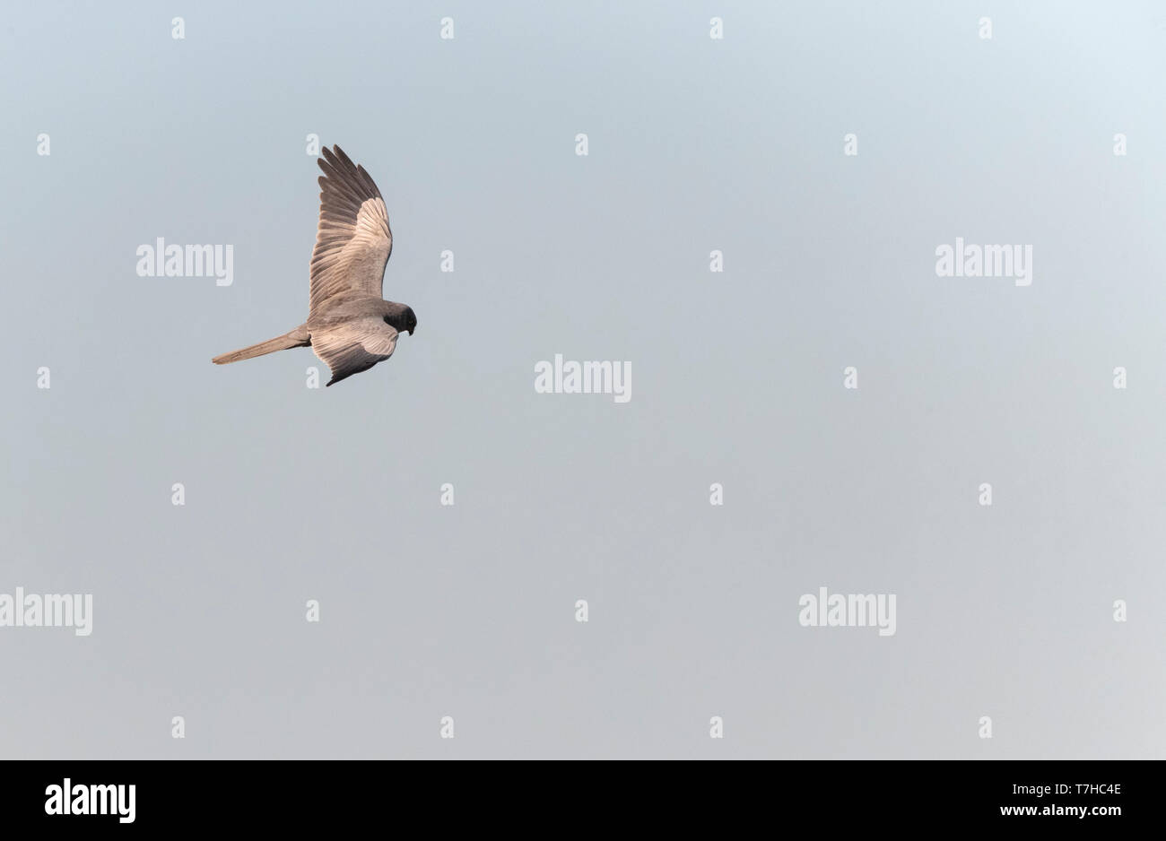 Dunkle Phase der männlichen Montagu Harrier (Circus pygargus) Fliegen über Felder an Lagunas de Villafáfila Naturschutzgebiet, Zamora, Kastilien und León, Spanien. Stockfoto