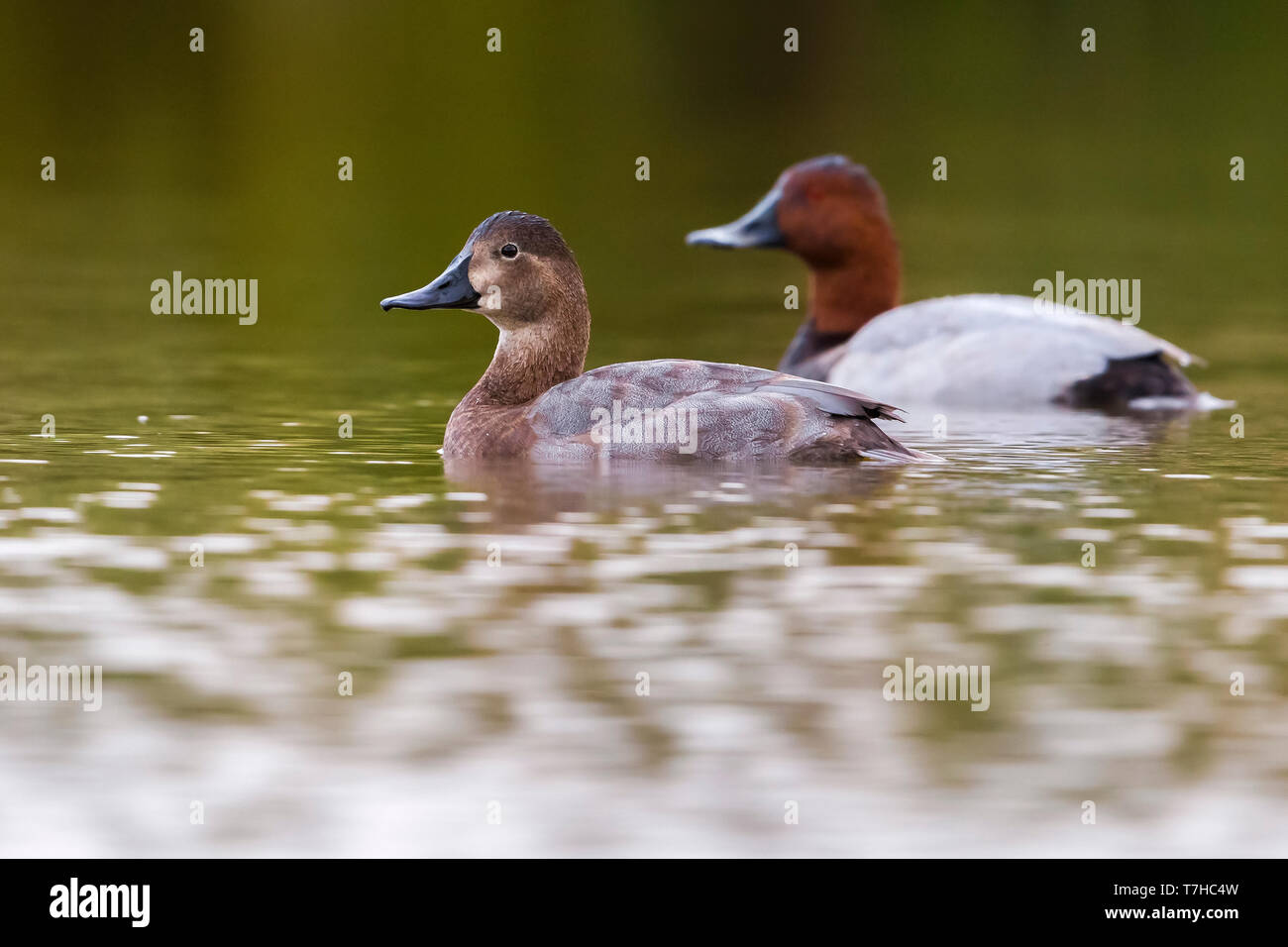 Paar gemeinsame Pochard Stockfoto